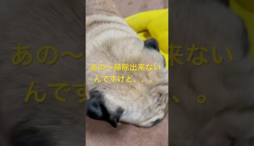 【パグ】いつもこう。#パグ #pug #shorts #日常 #癒し #犬のいる暮らし