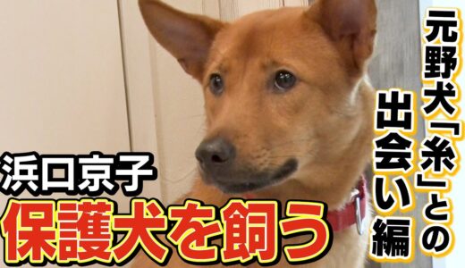 【保護犬を飼う】浜口京子が元野犬の糸と出会いました