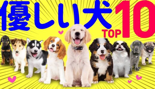 【❤️性格が優しい犬種ランキング】専門家や飼い主の声、歴史的特性まとめ