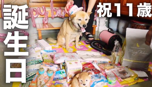 長年外飼いだった愛犬コロちゃんの誕生日会を室内で開催した反応がこちらです