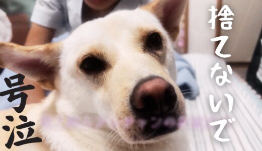 【号泣】捨てられた犬を保護して２年が過ぎた・・車に乗ると