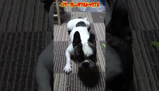 珍しすぎる犬！食欲より睡眠のほうが好きなフレンチブルドッグ　「ぶーちゃん日記」