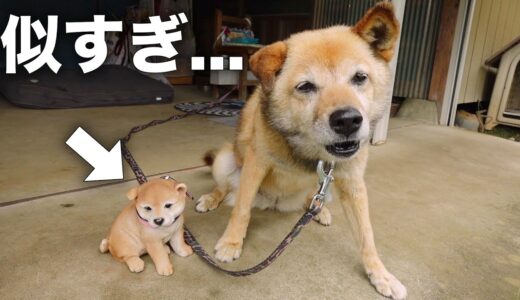 自分にそっくりな子犬を見たときの犬の反応がこちらです…笑【田舎暮らしの日常】