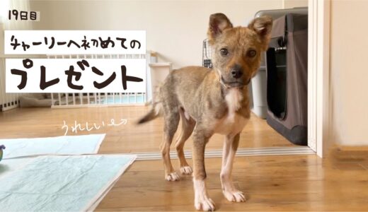 牧場に捨てられてた犬との生活19日目初めてのプレゼントをあげたよ