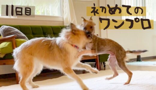 牧場に捨てられた犬との生活11日目 初めてワンプロできました