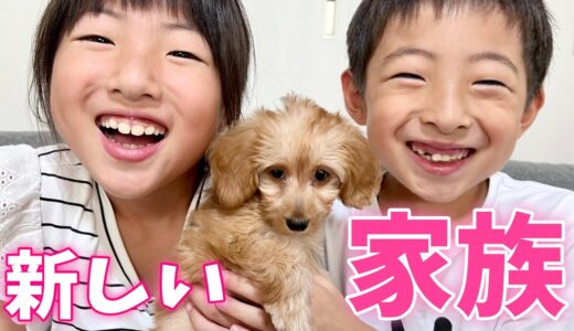 【ご報告】新しい家族が増えました！犬の赤ちゃんを飼います🐶ペット【dog】