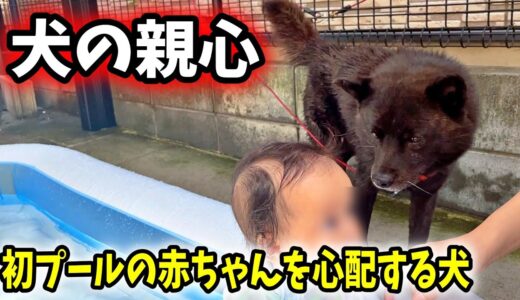 【犬の親心】初プールの赤ちゃんを心配する犬