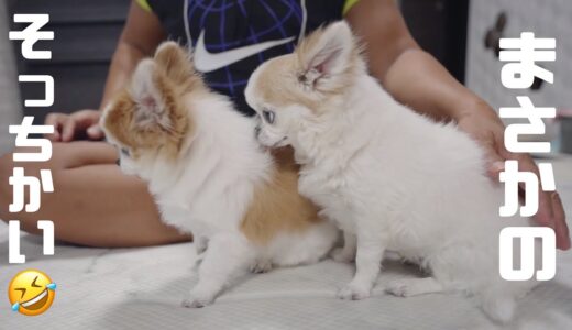 急な雷に戸惑う老犬を心配して側に来たのかと思ったら目的が全然違った！