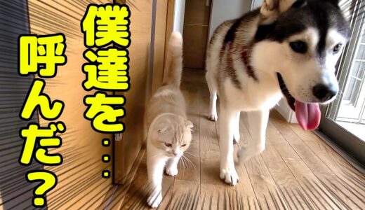 リビングから猫と犬の名前を呼んだら何秒で来るのかやってみたら…笑