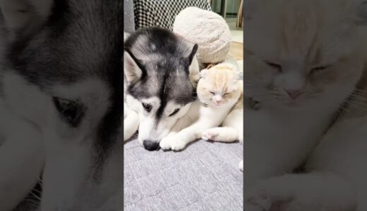 ハスキー犬から絶対離れない子猫が可愛い…#shorts