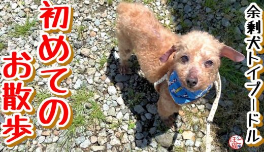 【子犬　子猫　老犬】余剰犬トイプードル　初めてお散歩しました