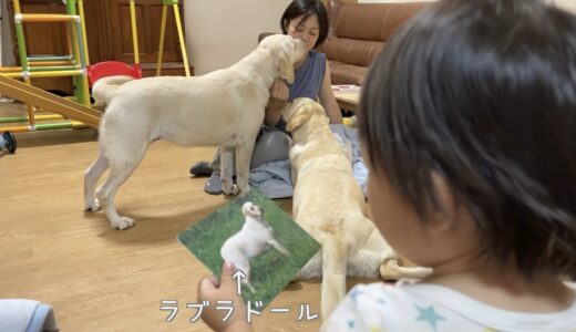 犬種カードでテンションが上がる1歳児