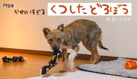 牧場に捨てられてた犬との生活17日目 靴下どろぼうがかわいすぎます。