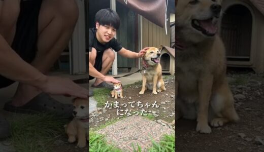 自分にそっくりな子犬を撫でた時の犬の反応ww【検証】#shorts