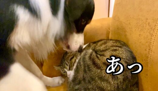 【猫に突進】犬の嫉妬が爆発した　Jealous dog attacks cat