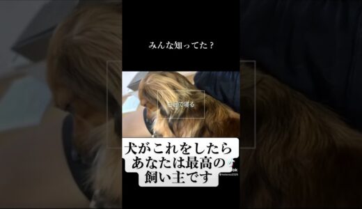 犬がこの行動をしたらあなたは最高の飼い主です。#shorts