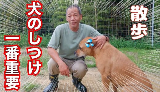 【犬のしつけ】この動画で諦めていた犬の問題行動は改善します❗️