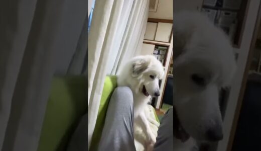 体重40kgの超大型犬に襲われました。。　#shorts　グレートピレニーズドレミ