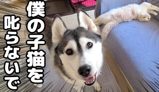 猫がカーテンをビリビリにしたので叱ったらハスキー犬が止めに来た...