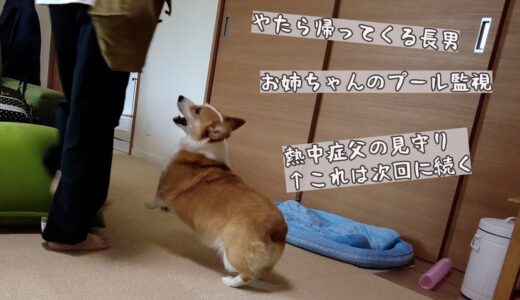 家族への対応に追われ忙しすぎるコーギー犬