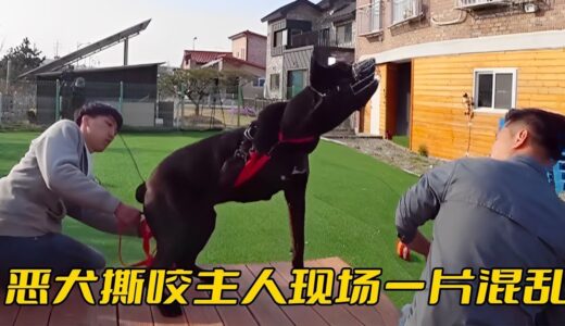 羅威納惡犬瘋狂撕咬主人，兩名男性合力都控制不住，現場一片混亂