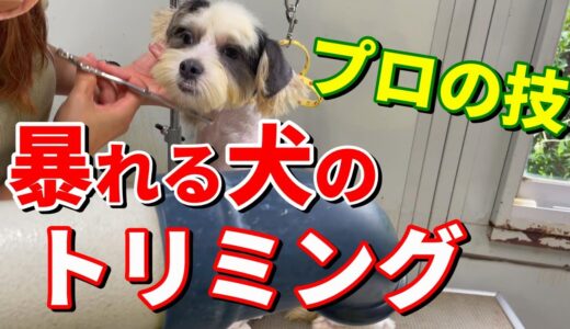 【トリミング】暴れ犬vs.プロのグルーマー軍団③ ～仕上げ編～:７０７