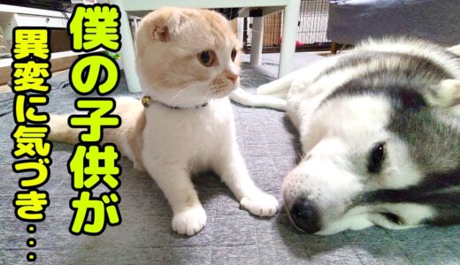 子猫のニャーと言う異変に気づき秒で駆けつけたハスキー犬達だったが…