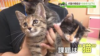 減少する犬猫殺処分 「不幸な命を増やさない」取り組み【佐賀県】 (22/07/21 18:30)