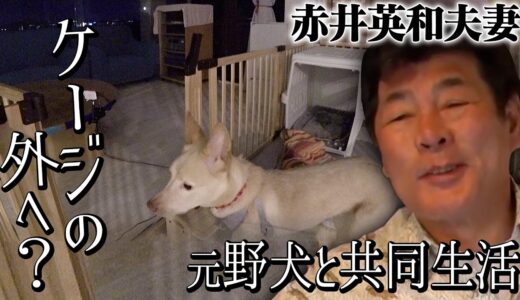 【保護犬】元野犬のカマロ、ついにケージの外へ!?【赤井英和夫婦と元野犬の共同生活】