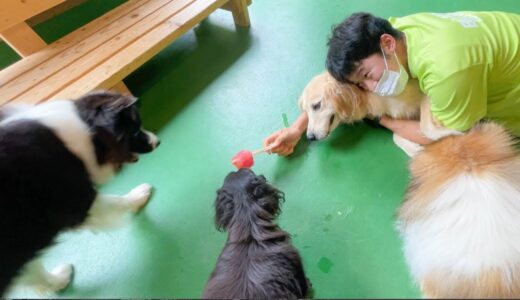 アイスに興奮しすぎた犬と、それを押さえ込む飼育員ww