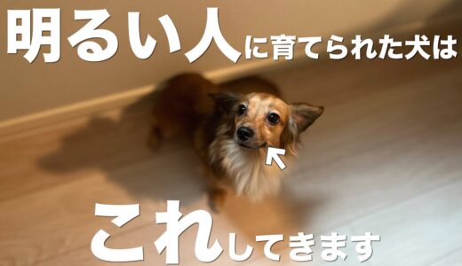 明るい人に育てられた犬はこんな行動をします。