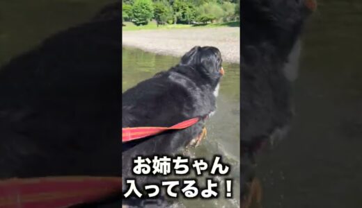 水に入りたくない犬！