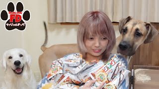 大型犬は こう考えて迎えた方がいい！グレートデン子犬