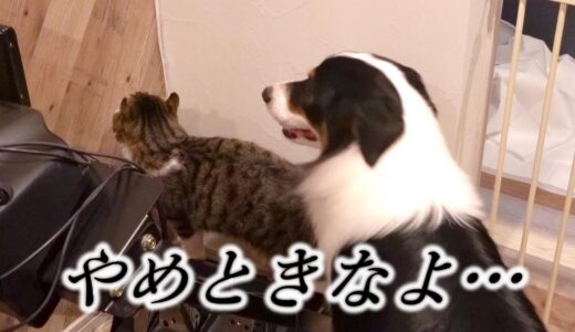 【飼い主にバレちゃうよ…】猫のイタズラにドキドキする犬