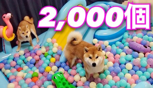 プール嫌いの柴犬と２０００個のカラーボールで遊んでみた