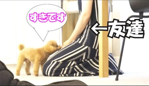 初めてウチの犬を見た友の反応が面白すぎた【おもてなし】