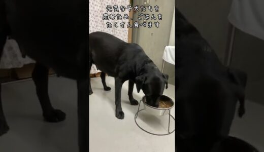 繁殖犬ティンカーと繁殖犬ファミーのご紹介　#shorts #盲導犬