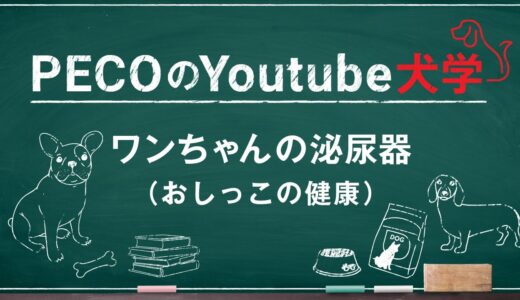 PECOのYoutube犬学～ワンちゃんの泌尿器（おしっこの健康）～