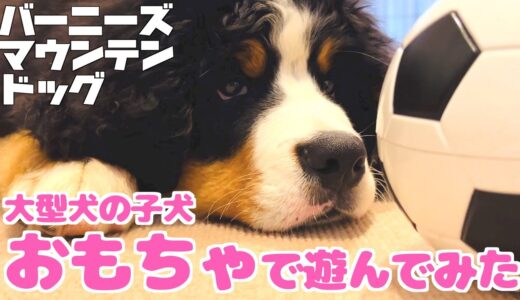 大型犬の子犬がおもちゃで遊んでみた！ バーニーズマウンテンドッグ