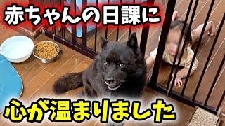 【相思相愛】犬好き赤ちゃんの日課が可愛すぎる