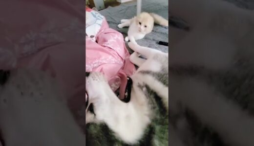 夏休みが嬉しすぎて朝４時にハスキー犬を起こしにくる子猫が可愛すぎる…#shorts