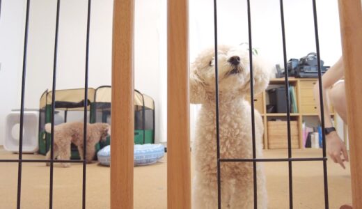 コメントの「犬におやつあげすぎじゃない？」にお答えします！【トイプードル】