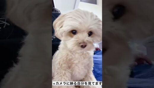 どうする？？カメラに映る自分がいるよ…#犬#マルプー#Shorts