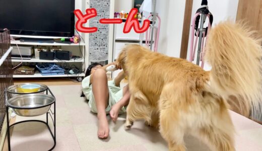 大好きな姉を吹っ飛ばしながらストレス発散する大型犬クッキー【ゴールデンレトリバーとミニチュアダックスフンド】