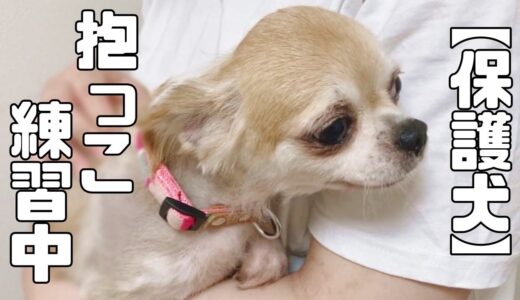 家庭犬になるためには、たくさんのハードルがあります・・おもち&おこげちゃんの頑張る姿をお届けします「vol.225」