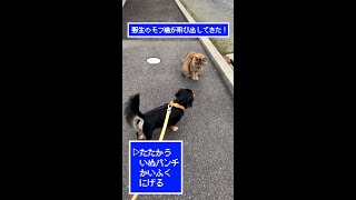 野生のモフ猫 VS ビビり犬