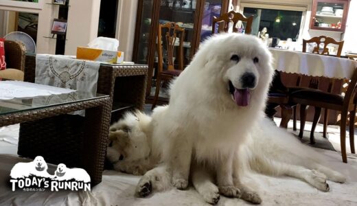 犬社会の厳しさを教えるルンルンと全く響いていないアランです　Great Pyrenees　グレートピレニーズ