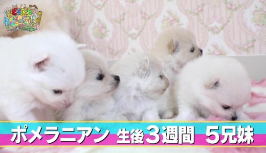 【ポメラニアン】寝落ち　ご対面　モフモフ【かわいい犬まとめ動画】