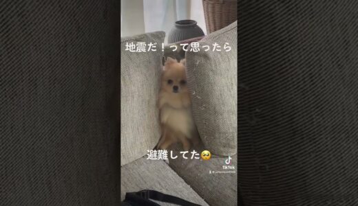 地震だ！って思ったら避難してた🥺🥺🥺#いぬ  #犬　#わんこのいる生活  #いぬのいる生活