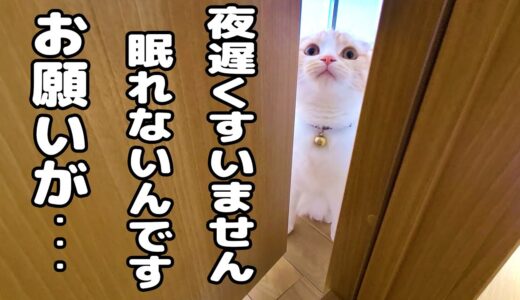 深夜に気が付くと子猫とハスキー犬がいないんです。探しに行くと...